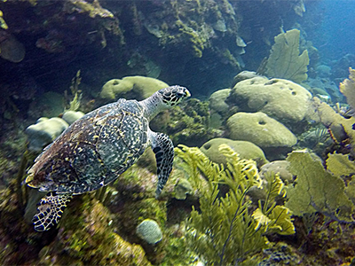 Diving around Roatan